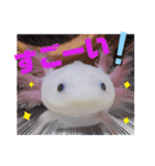 ウーパーもちこと一緒 6（個別スタンプ：4）