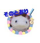 ウーパーもちこと一緒 6（個別スタンプ：11）