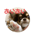 イヌ三昧ver4（個別スタンプ：5）