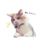 愛猫シエル（お喋り）（個別スタンプ：1）