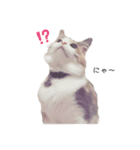 愛猫シエル（お喋り）（個別スタンプ：2）