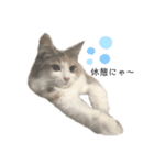 愛猫シエル（お喋り）（個別スタンプ：3）