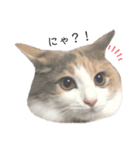 愛猫シエル（お喋り）（個別スタンプ：4）