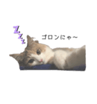 愛猫シエル（お喋り）（個別スタンプ：5）