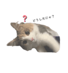 愛猫シエル（お喋り）（個別スタンプ：6）