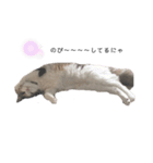 愛猫シエル（お喋り）（個別スタンプ：7）