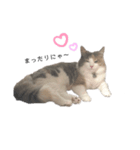 愛猫シエル（お喋り）（個別スタンプ：8）