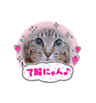 cat's original stamp 16 version（個別スタンプ：1）