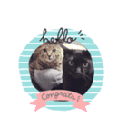 cat's original stamp 16 version（個別スタンプ：12）