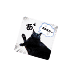 cat's original stamp 16 version（個別スタンプ：13）