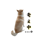柴犬ふく④（個別スタンプ：1）