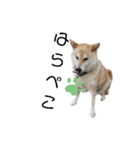 柴犬ふく④（個別スタンプ：2）