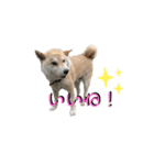 柴犬ふく④（個別スタンプ：3）