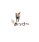 柴犬ふく④（個別スタンプ：4）