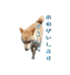 柴犬ふく④（個別スタンプ：5）