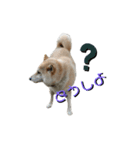 柴犬ふく④（個別スタンプ：6）