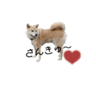 柴犬ふく④（個別スタンプ：7）