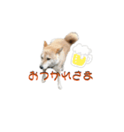 柴犬ふく④（個別スタンプ：8）