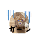 トイプードル リズム♀＆ジャム♂（個別スタンプ：4）
