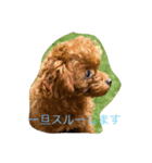 トイプードル リズム♀＆ジャム♂（個別スタンプ：6）