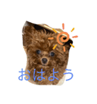 トイプードル リズム♀＆ジャム♂（個別スタンプ：7）