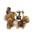 トイプードル リズム♀＆ジャム♂（個別スタンプ：9）