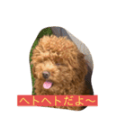 トイプードル リズム♀＆ジャム♂（個別スタンプ：10）