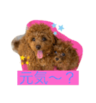 トイプードル リズム♀＆ジャム♂（個別スタンプ：11）