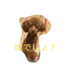 トイプードル リズム♀＆ジャム♂（個別スタンプ：15）