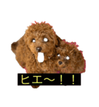 トイプードル リズム♀＆ジャム♂（個別スタンプ：16）