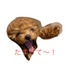 トイプードル リズム♀＆ジャム♂（個別スタンプ：26）