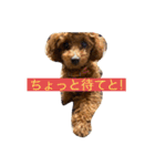 トイプードル リズム♀＆ジャム♂（個別スタンプ：34）