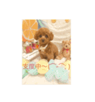 トイプードル リズム♀＆ジャム♂（個別スタンプ：36）