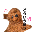 멍ㅇㅇㅇ이(犬)（個別スタンプ：5）