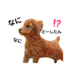 멍ㅇㅇㅇ이(犬)（個別スタンプ：8）