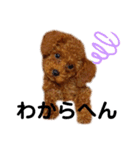 멍ㅇㅇㅇ이(犬)（個別スタンプ：11）