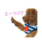 멍ㅇㅇㅇ이(犬)（個別スタンプ：14）