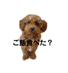 멍ㅇㅇㅇ이(犬)（個別スタンプ：16）