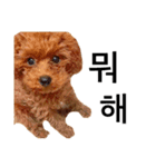 멍ㅇㅇㅇ이(犬)（個別スタンプ：17）