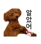 멍ㅇㅇㅇ이(犬)（個別スタンプ：20）
