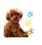 멍ㅇㅇㅇ이(犬)（個別スタンプ：23）