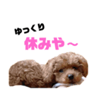 멍ㅇㅇㅇ이(犬)（個別スタンプ：24）