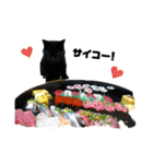 黒ネコ美素毛の日常（個別スタンプ：3）