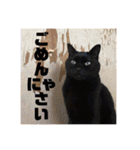 黒ネコ美素毛の日常（個別スタンプ：6）