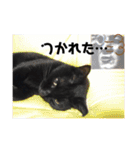 黒ネコ美素毛の日常（個別スタンプ：8）
