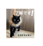 黒ネコ美素毛の日常（個別スタンプ：10）
