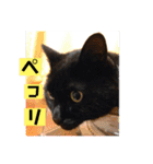 黒ネコ美素毛の日常（個別スタンプ：13）