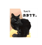 黒ネコ美素毛の日常（個別スタンプ：14）