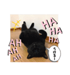 黒ネコ美素毛の日常（個別スタンプ：15）