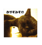 黒ネコ美素毛の日常（個別スタンプ：16）